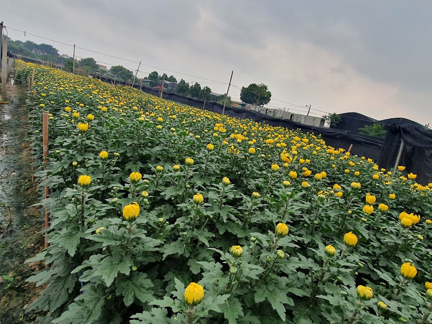 Làng hoa Tây Tựu tất bật chuẩn bị vào vụ Tết