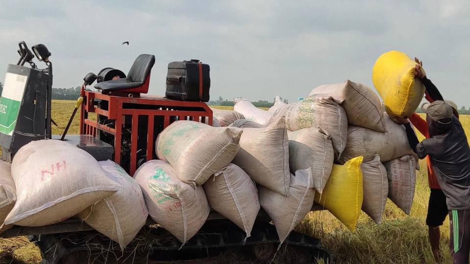 Giá lúa gạo hôm nay ngày 151 Tiếp tục xu hướng đi ngang