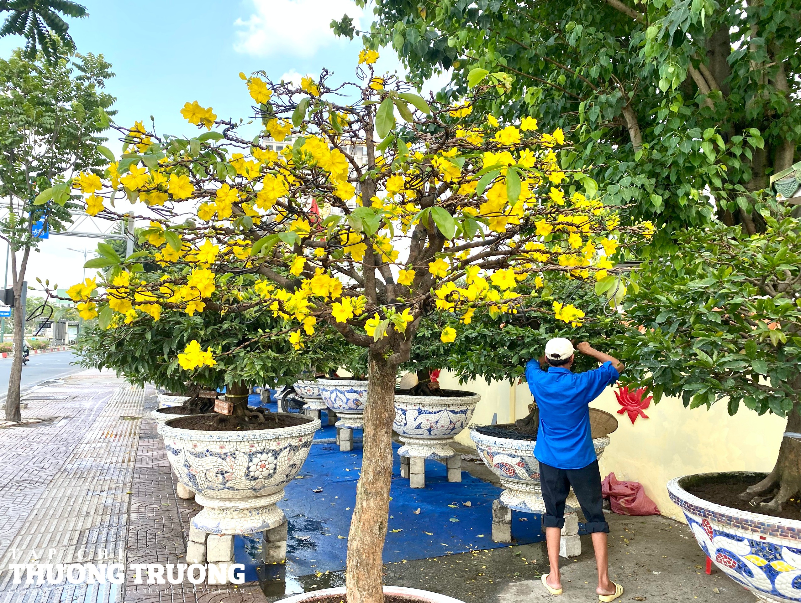 Nhộn nhịp thị trường mai Tết tại TPHCM