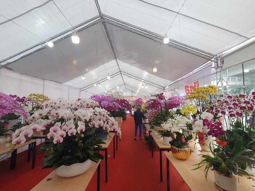 Lan Hồ điệp, hoa, cây cảnh... đua nhau xuống phố phục vụ người dân chơi Tết