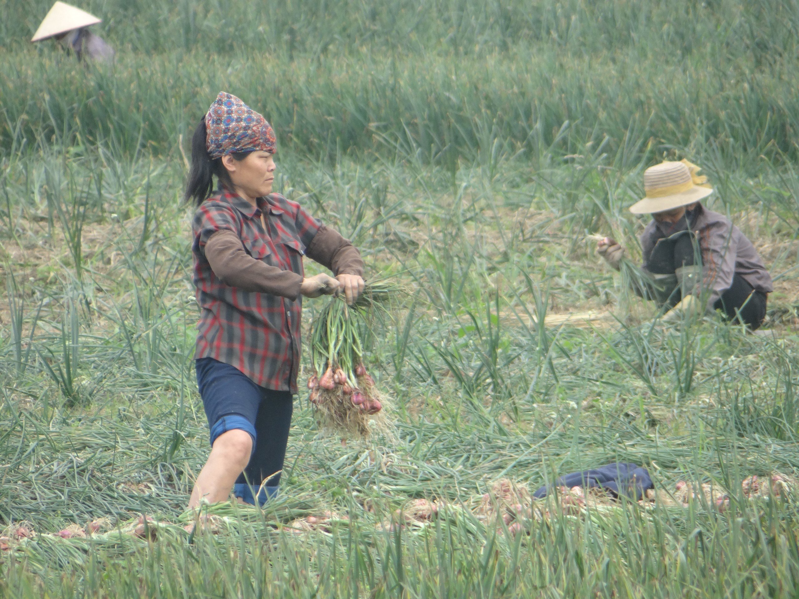 Lần đầu tiên Hải Dương tổ chức Lễ hội trải nghiệm thu hoạch hành, tỏi