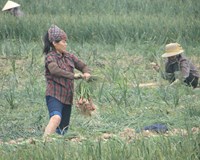 Lần đầu tiên Hải Dương tổ chức Lễ hội trải nghiệm thu hoạch hành tỏi 
