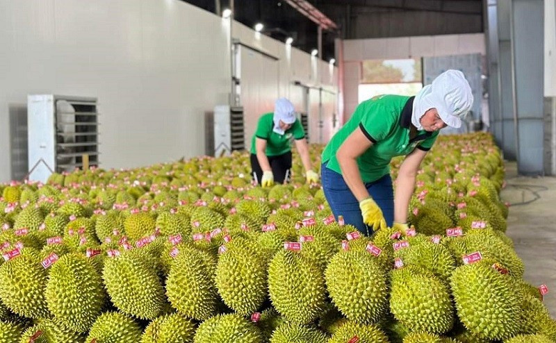 Xuất khẩu rau quả tiếp tục duy trì đà tăng mạnh