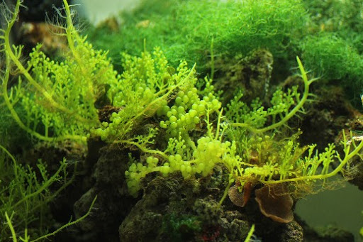 Khai thác tiềm năng lớn từ việc nuôi rong biển