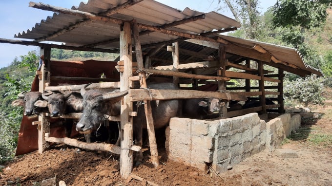 Chính sách hỗ trợ người nuôi gia súc bị thiệt hại do rét