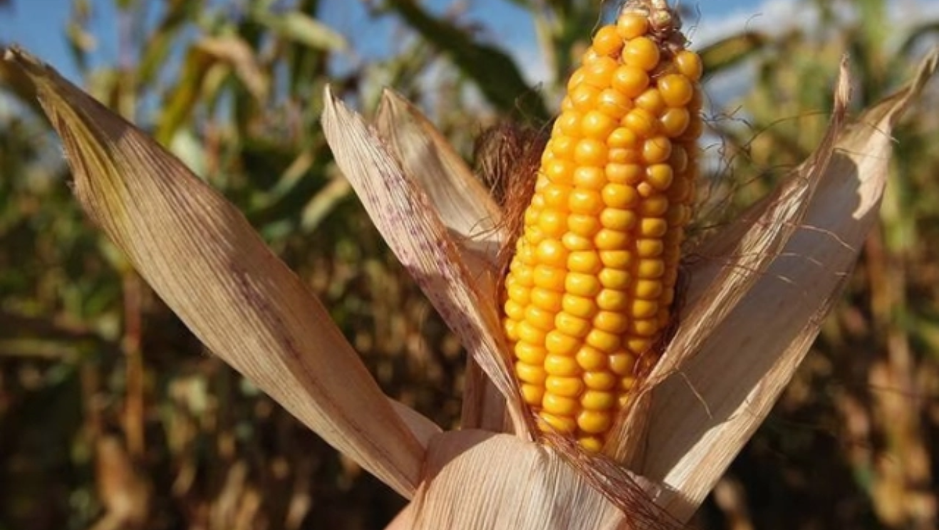 Thị trường hàng hóa 301 Năng lượng dẫn dắt xu hướng thị trường