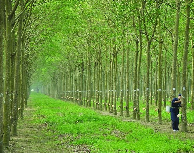 Giá cao su hôm nay 32 Tăng nhẹ