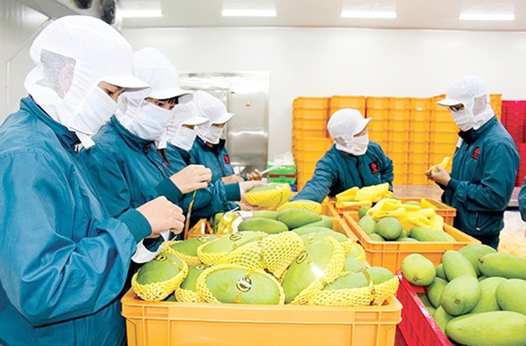Khởi đầu suôn sẻ, xuất khẩu rau quả kỳ vọng ‘bội thu’ trong năm 2024