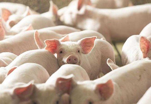 Giá heo hơi hôm nay 122 Tiếp tục không có biến động 