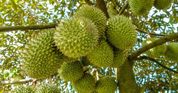 Đã có 708 mã số vùng trồng sầu riêng được cấp phép xuất khẩu sang Trung Quốc