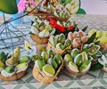 Xuất khẩu 13 tấn xoài hạt lép đầu tiên sang thị trường Hàn Quốc 
