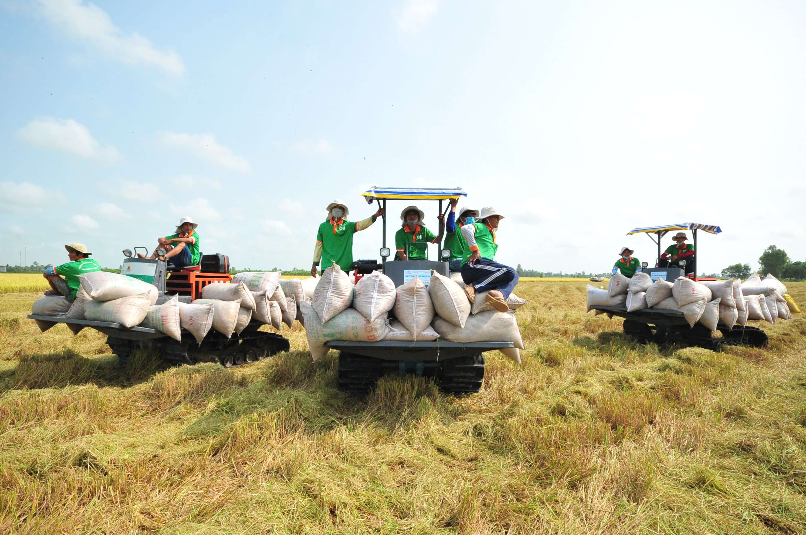 Tận dụng cơ hội xuất khẩu gạo sang thị trường Indonesia 