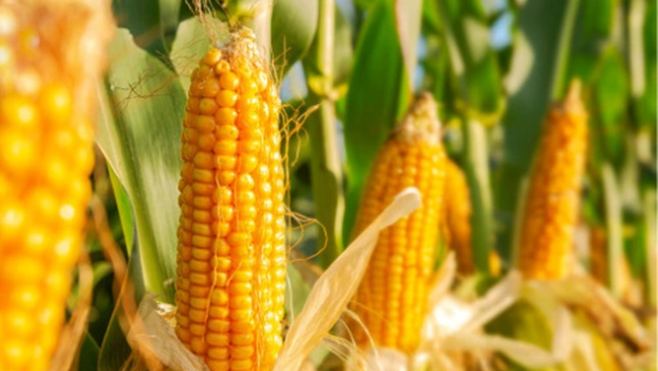 Thị trường hàng hóa 113 Thị trường hàng hóa biến động rất mạnh