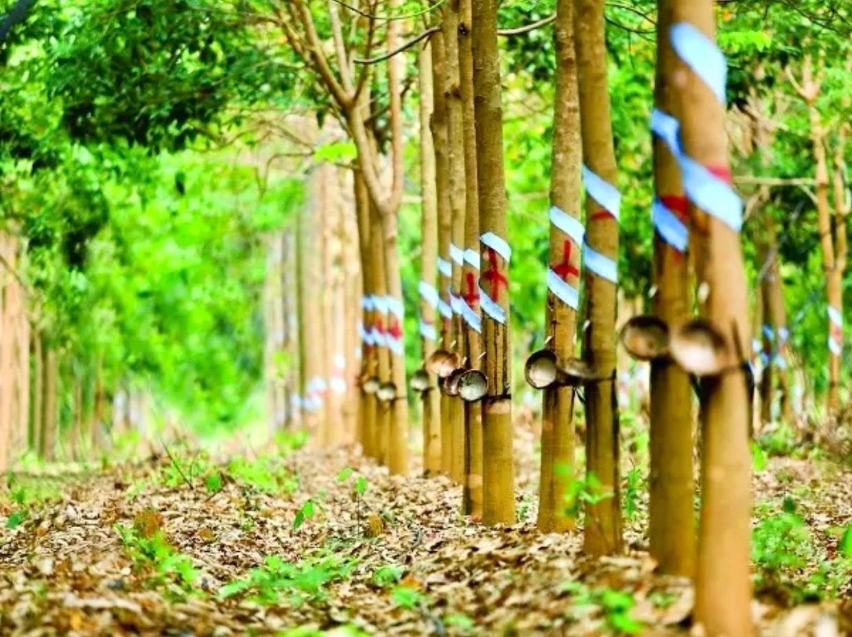 Giá cao su hôm nay 193 Bao phủ sắc xanh