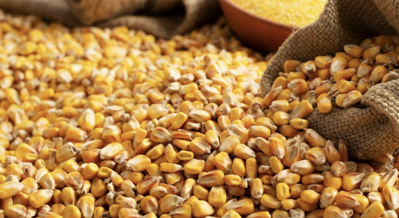 Thị trường hàng hóa 213 Giá dầu gặp sức ép, thị trường nông sản diễn biến giằng co