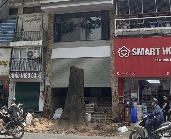 Hà Nội giao công an vào cuộc vụ cây sao đen trăm tuổi trên phố Lò Đúc chết khô bất thường