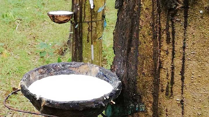 Giá cao su hôm nay 313 Tăng trên hai sàn giao dịch