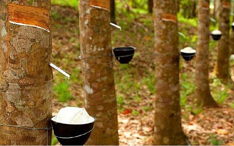 Giá cao su hôm nay 154 Tăng giảm không đồng nhất