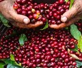 Thiếu hụt nguồn cung giá cà phê tiếp tục leo thang 