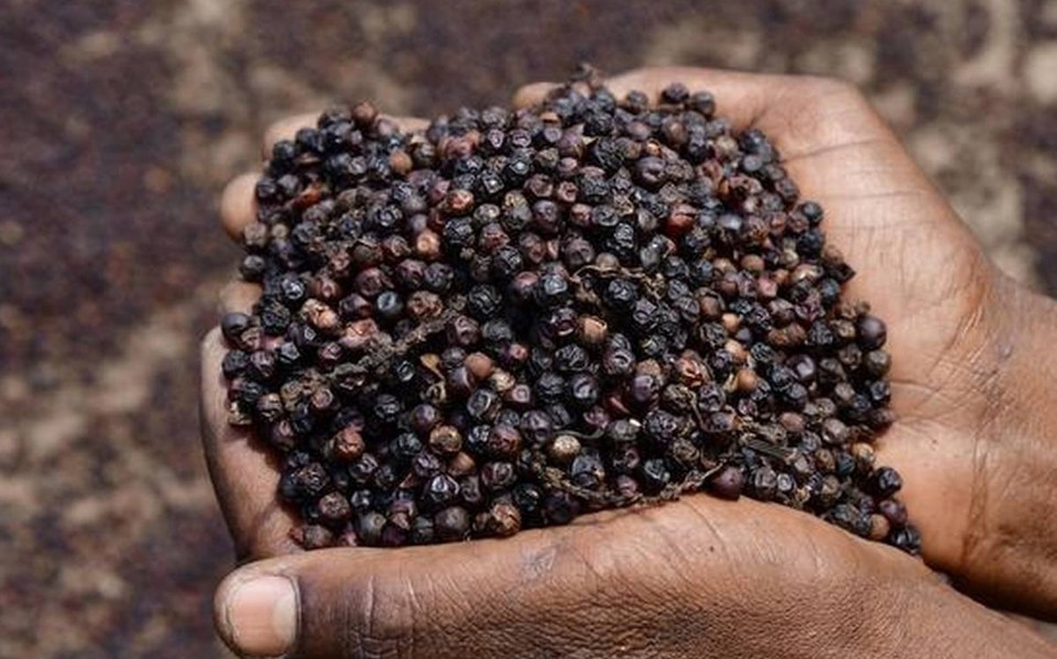 Giá tiêu hôm nay ngày 264 Cao nhất 97.000 đồngkg