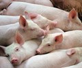 Nguồn cung thiếu hụt giá heo hơi có thể tăng vượt 70.000 đồng/kg 