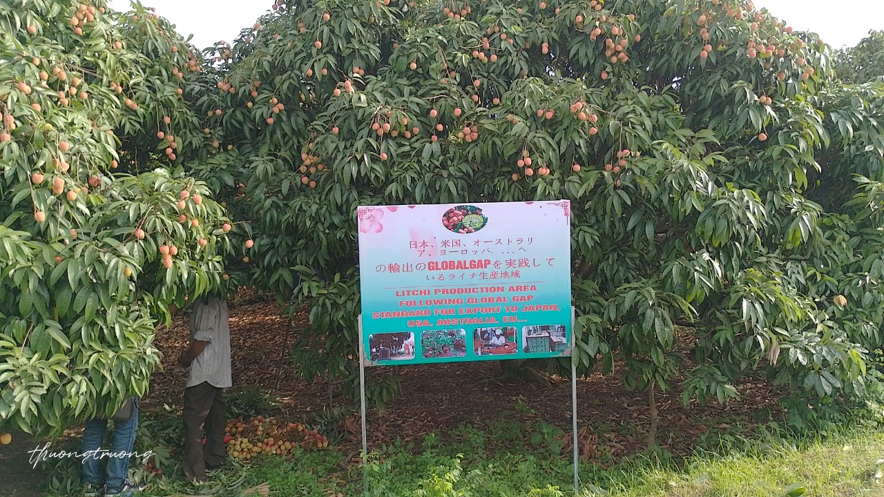 Hải Dương Dự kiến ngày 20/5 sẽ tổ chức Lễ mở vườn vải xuất khẩu năm 2024 