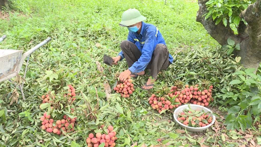 Quảng Ninh tổ chức livestream bán vải chín sớm