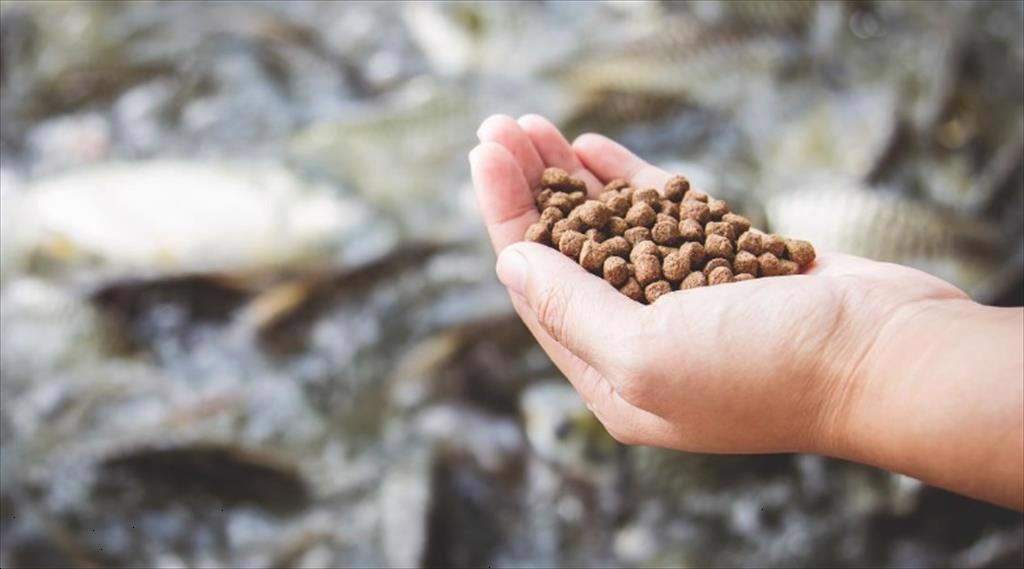 Giá thức ăn thủy sản có thể tiếp tục tăng