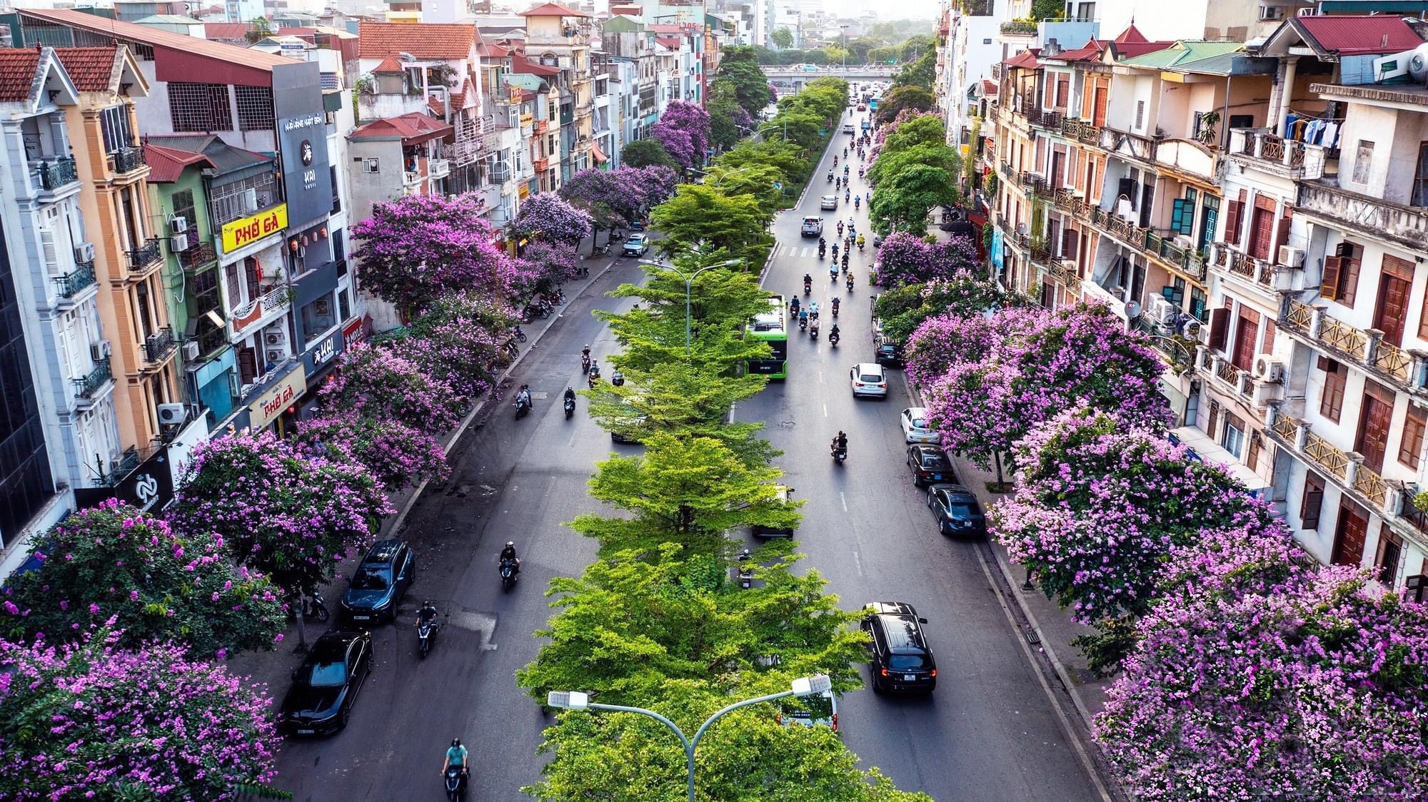 Hoa Bằng lăng nhuộm tím phố phường Hà Nội