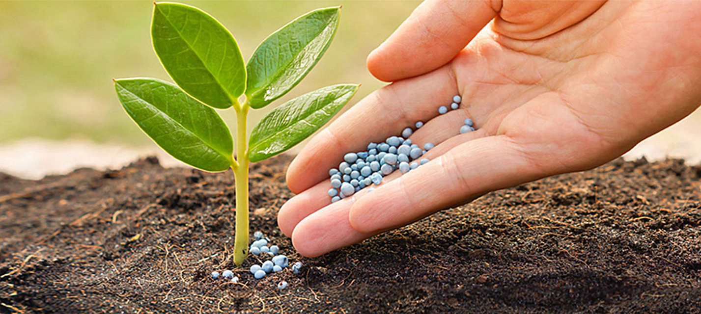 Giá phân bón hôm nay 295 Tiếp tục lặng sóng