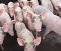 Giá heo hơi hôm nay 30/5 Tăng giảm không đồng nhất 