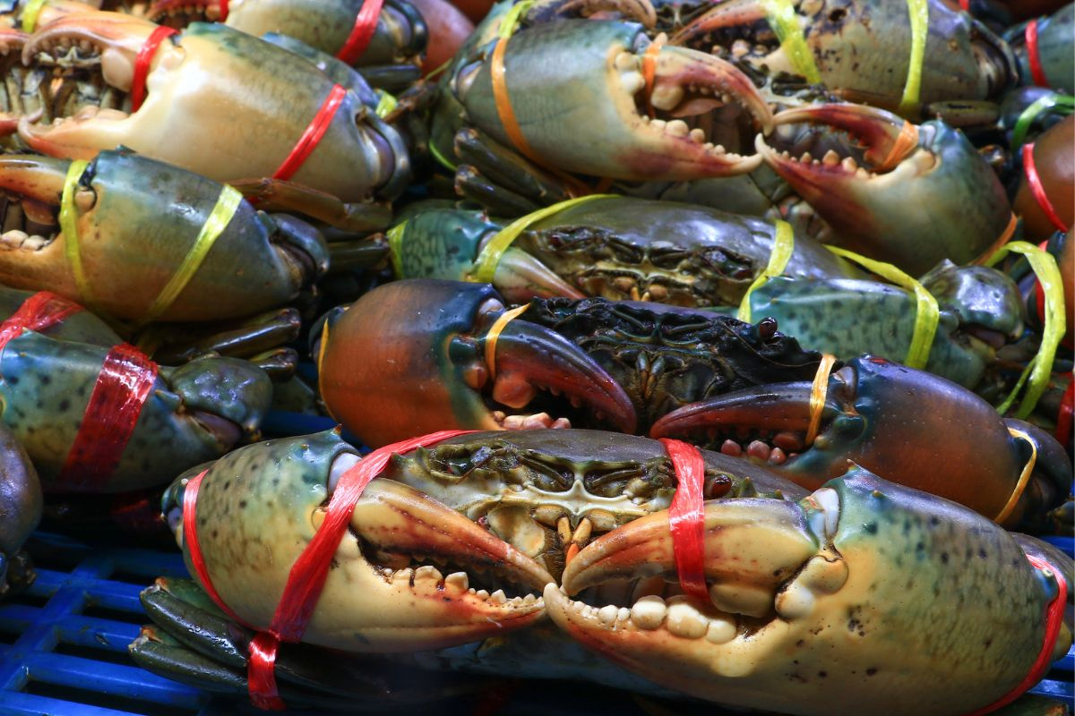 Xuất khẩu cua sống sang Trung Quốc tăng gấp 11 lần