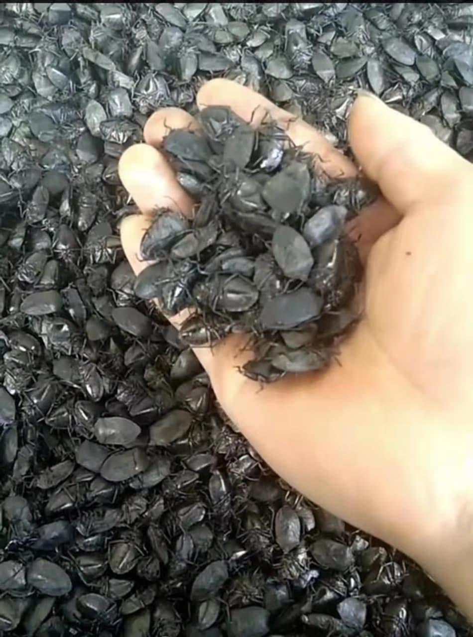 Người dân cần tỉnh táo trước chiêu trò thu mua nông sản lạ