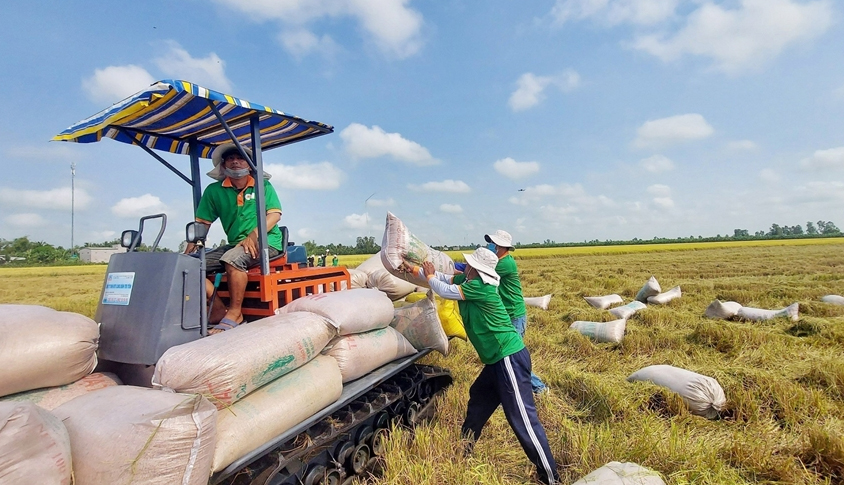 Thêm cơ hội thuận lợi cho gạo Việt Nam