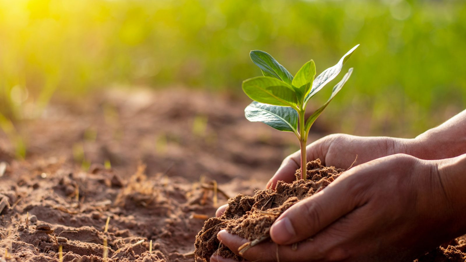 Giá phân bón hôm nay 177 Tiếp tục đi ngang