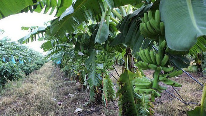 HNG khắc phục tình trạng chứng khoán bị kiểm soát như thế nào