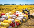 Nhu cầu tăng xuất khẩu gạo dự báo khởi sắc cuối năm 