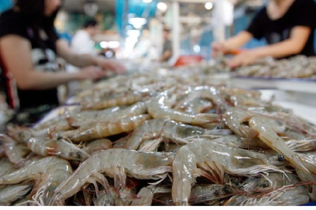 Xuất khẩu tôm tăng mạnh, kỳ vọng bứt phá trong cuối năm