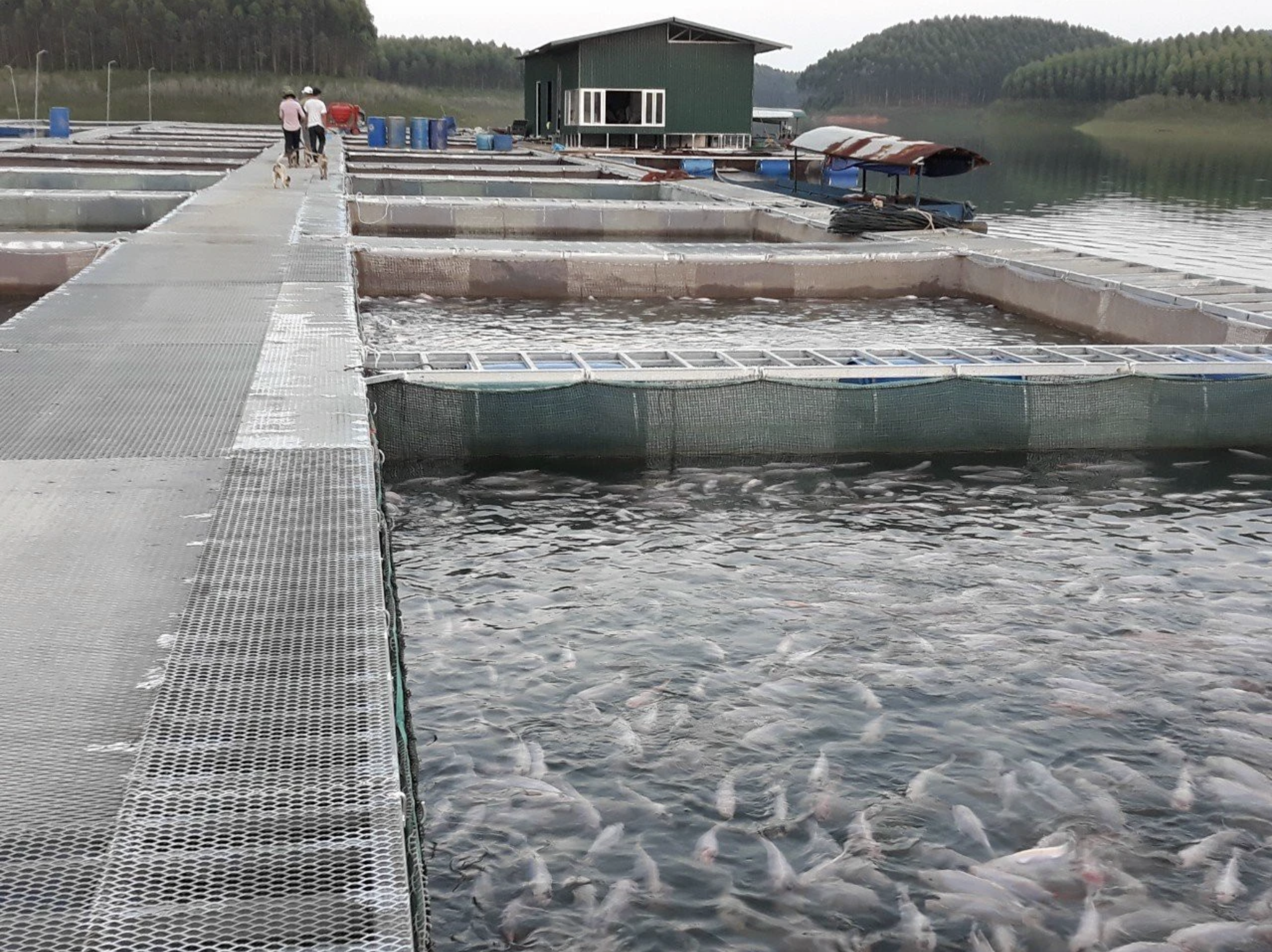 Yên Bái Hợp tác xã thủy sản Hoàng Kim bị phạt 320 triệu đồng