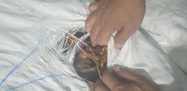 Lai Châu Thu giữ 2 tấn chân gà chảy nước, bốc mùi hôi thối