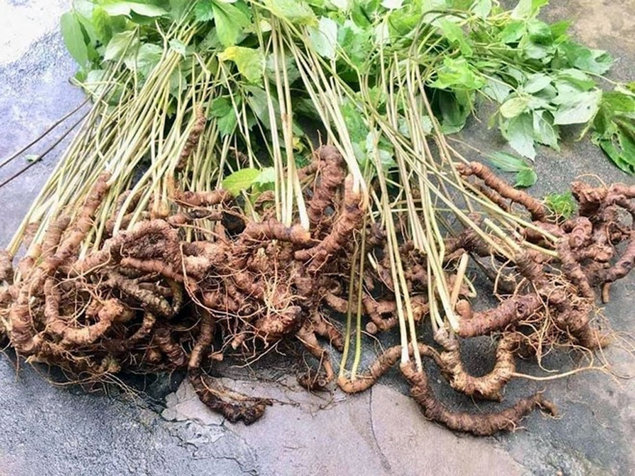 Định hướng chuẩn hóa sản phẩm sâm Việt Nam