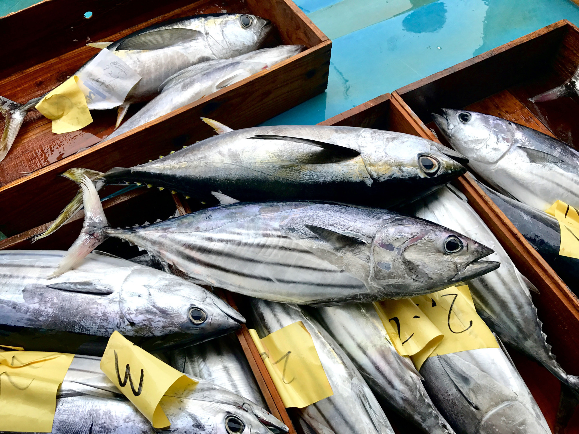 Thiếu nguyên liệu chế biến, xuất khẩu cá ngừ giảm tốc