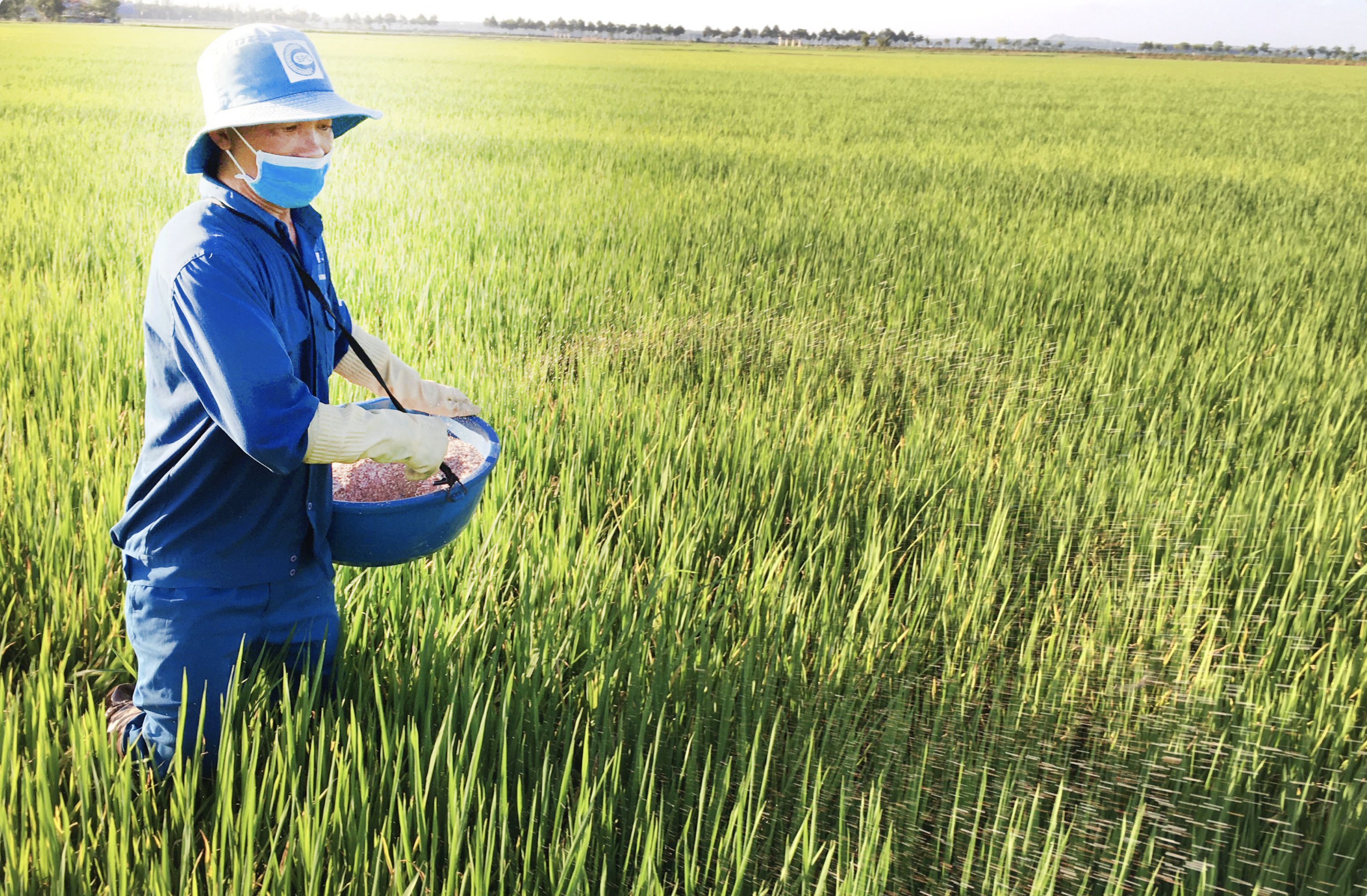 Giá phân bón hôm nay 129 Phân urê Cà Mau có giá 530.000 - 600.000 đồngbao