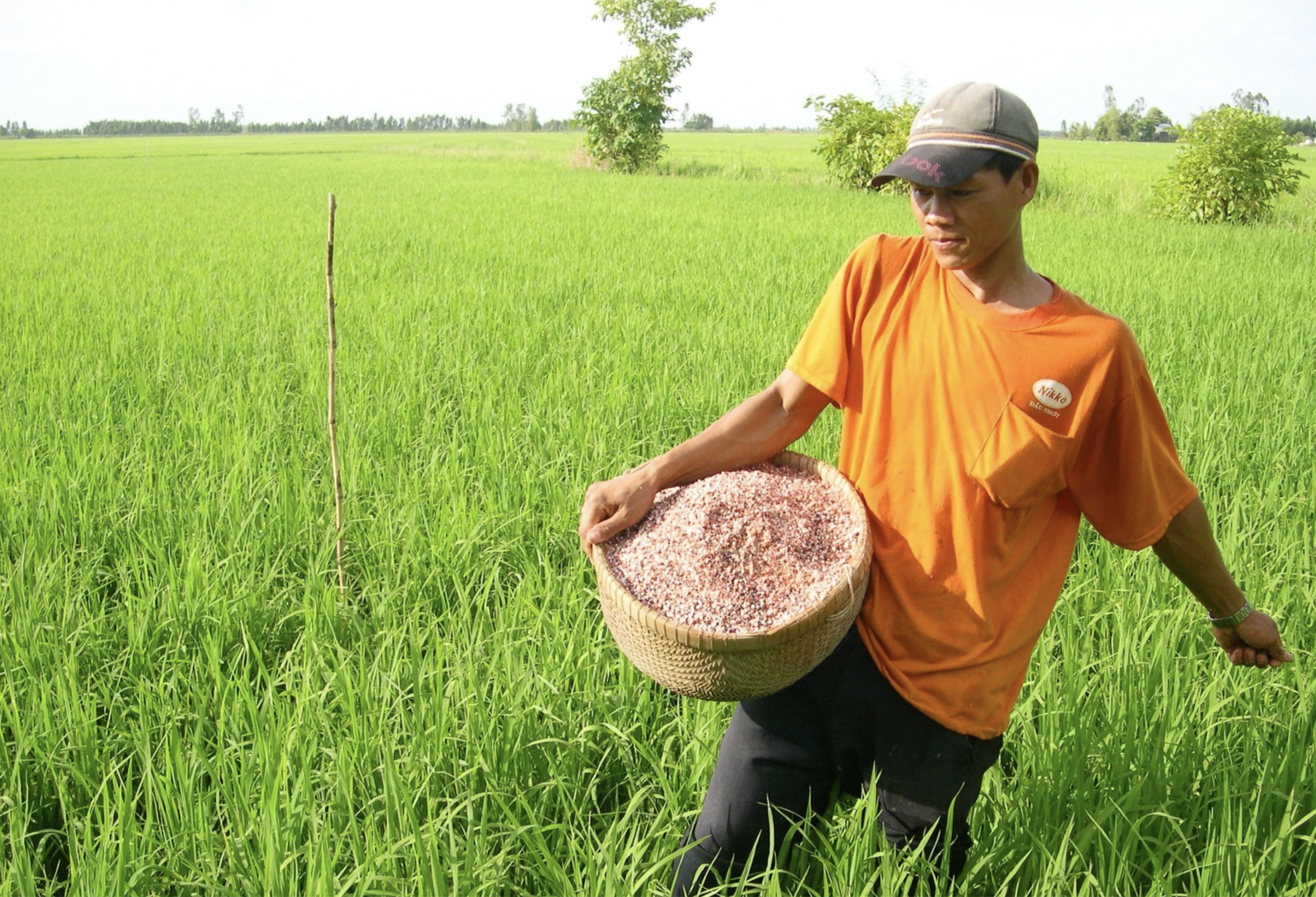 Giá phân bón hôm nay 209 Giá phân Ure, Phân NPK, phân kali toàn quốc