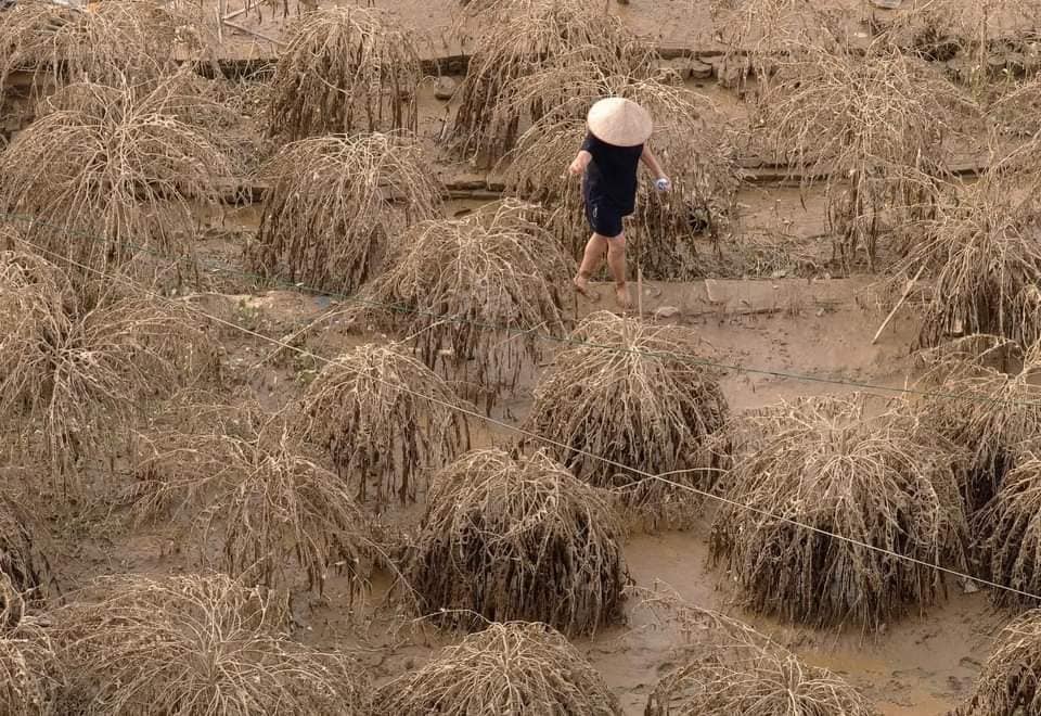 Đào, quất Nhật Tân có kịp hồi sinh đón Tết