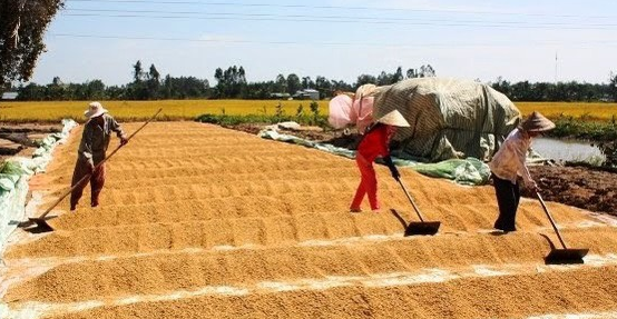 Giá lúa gạo hôm nay 239 Thị trường giao dịch chậm