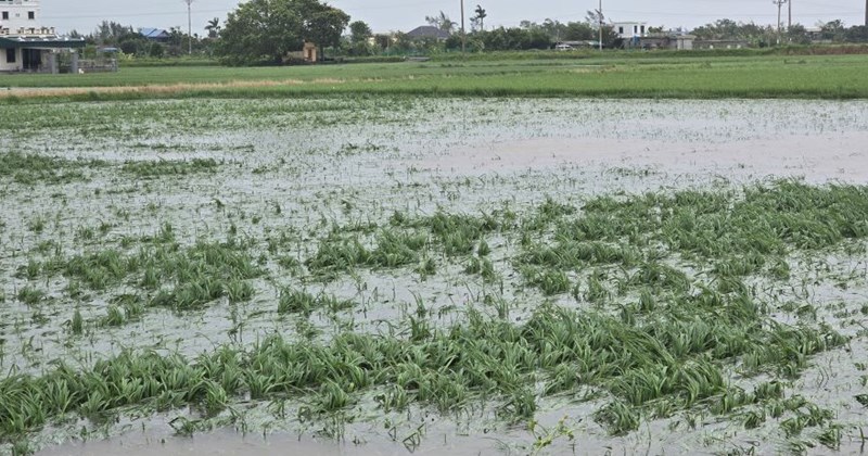 Triển khai các biện pháp nhanh chóng phục hồi sản xuất nông nghiệp sau bão số 3 và mưa lũ