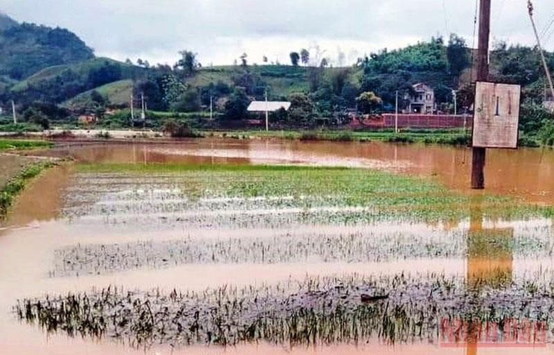 Xuất cấp hạt giống cây trồng hỗ trợ Lào Cai khôi phục sản xuất