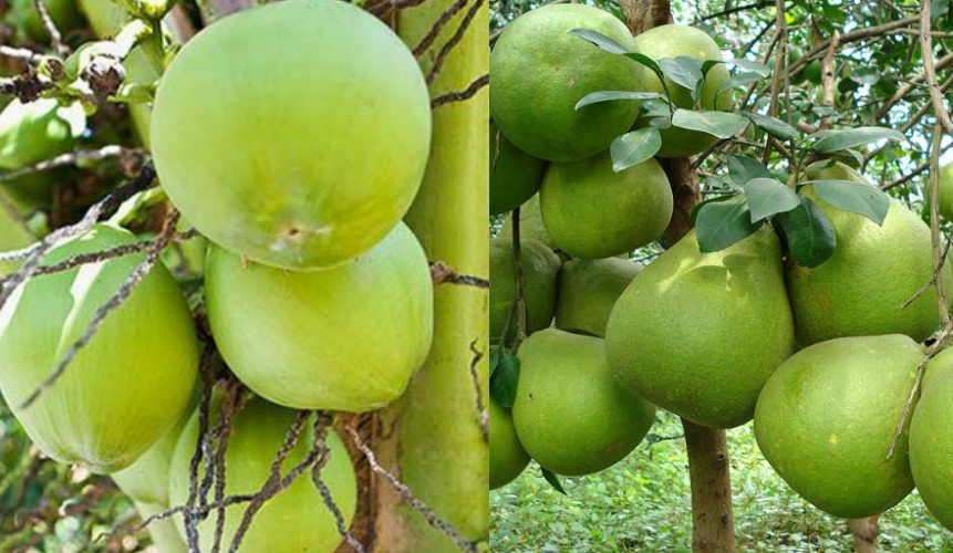 Dừa xiêm xanh và bưởi da xanh Bến Tre được Canada cấp bằng bảo hộ