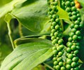 Dự báo giá hồ tiêu vẫn được hỗ trợ trong dài hạn 